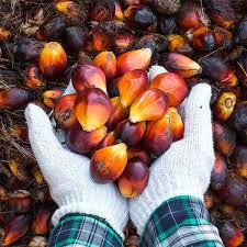 Harga Kelapa Sawit Mitra Plasma Naik Ikuti Harga Kernel
